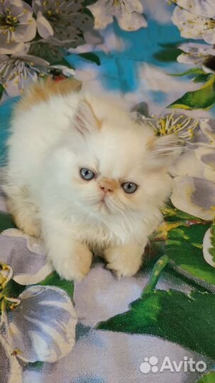 Персидские котейки
