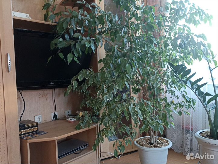 Фикус бенджамина большой