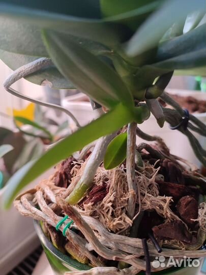 Орхидея фаленопсис