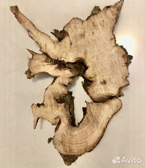 Каповый тополь