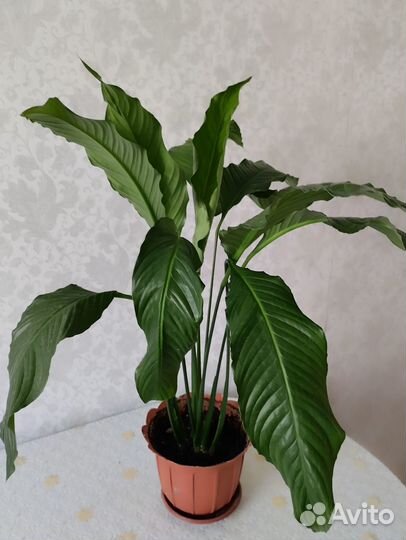 Комнатные цветы