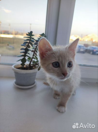 Котята в добрые руки бесплатно