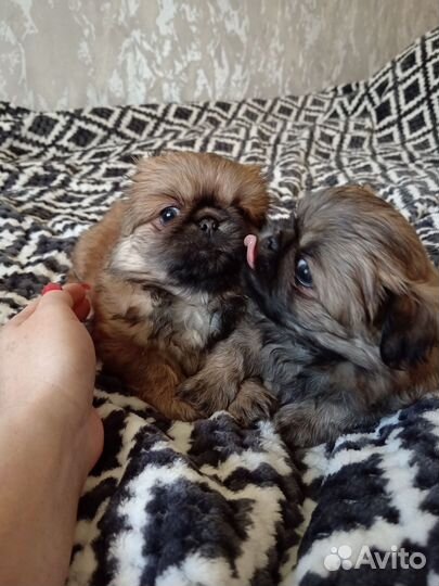 Щенки пекинеса