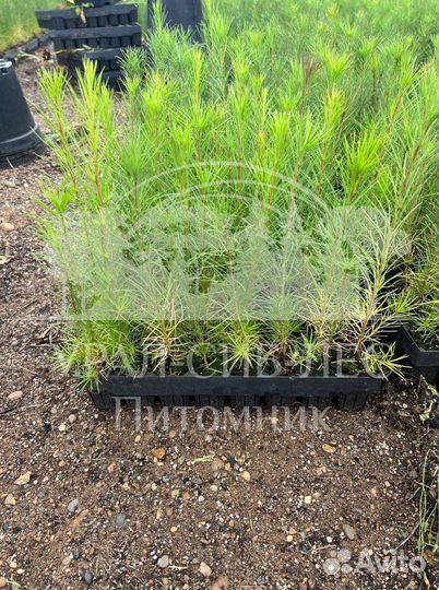 Лиственница Сибирская зкс сеянцы для лесовосстанов