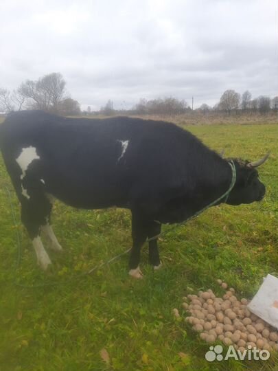 Быки и телки на мясо