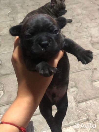 Французский бульдог щенки