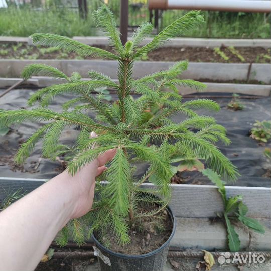 Саженцы от шикарной сосны