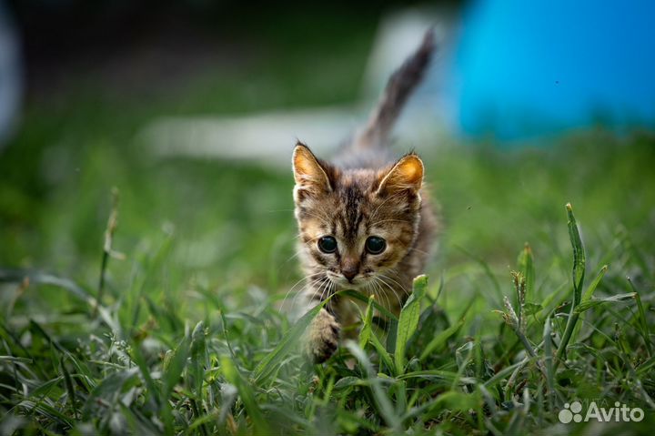 Муся 1,5 месяца в добрые руки
