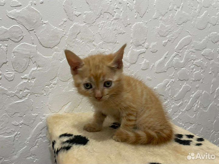 Котики бесплатно