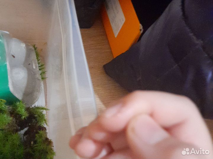 Терариум вместе с богомолятами и с 2 пауками