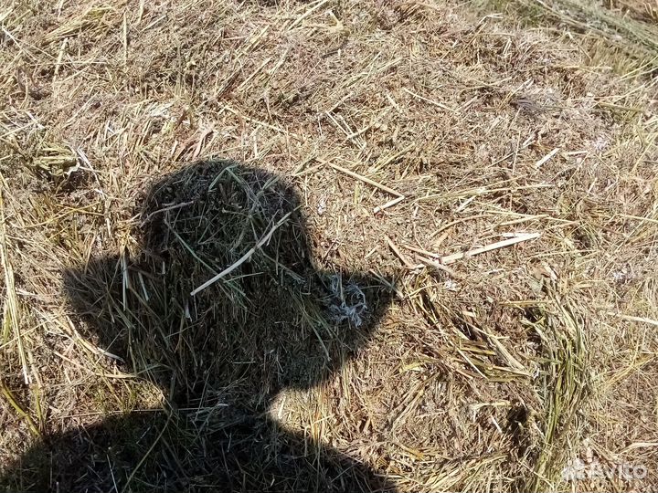 Сено в тюках