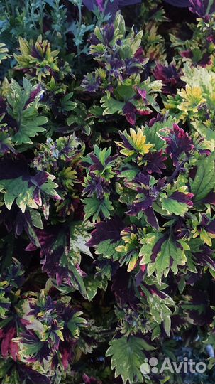 Черенки колеуса