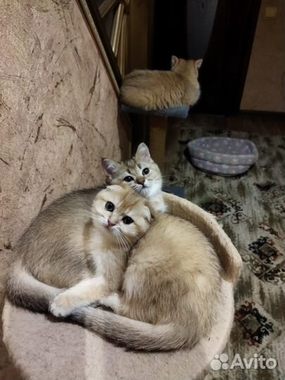 Шотландская