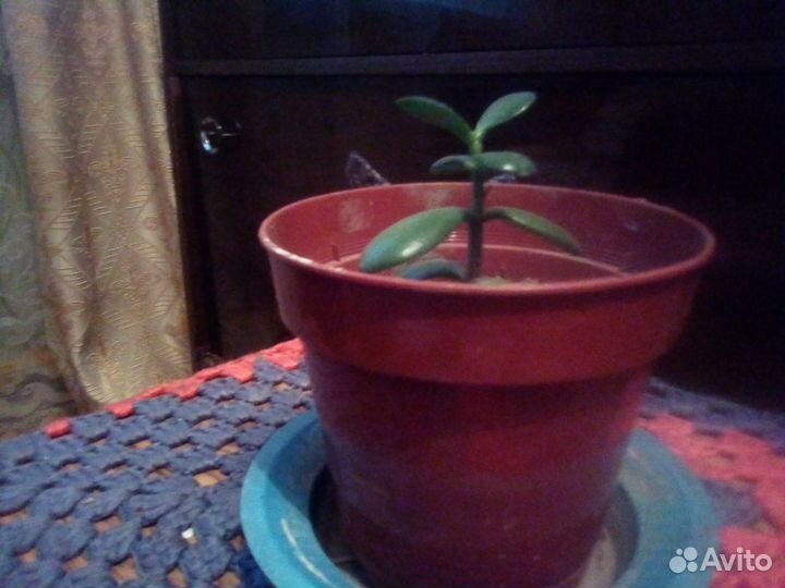 Толстянка (денежное дерево)