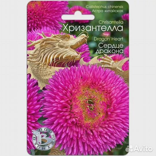 Астра китайская Хризантелла Сердце Дракона