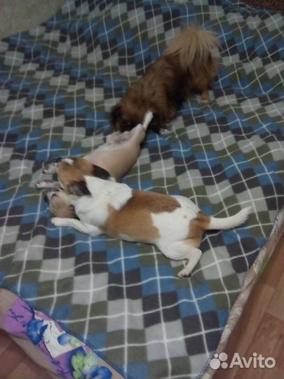 Передержка собак