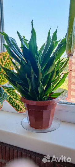 Драцена душистая