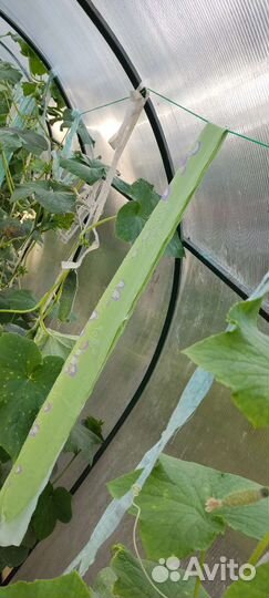 Теплица поликарбонат 1,5х6м, высота 1.7м