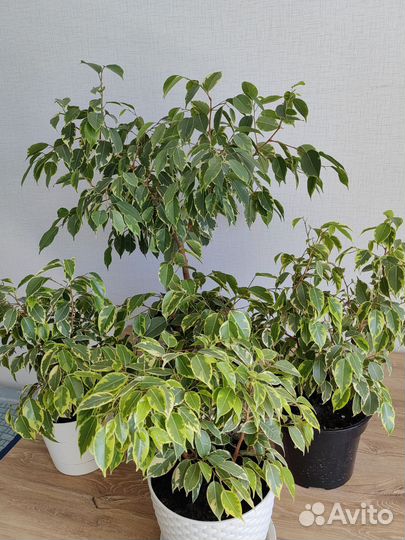 Фикус бенджамина