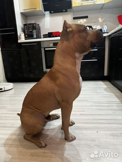 Питбультерьер