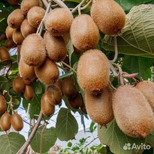 Киви Закарпатский самоплодный (лиана)