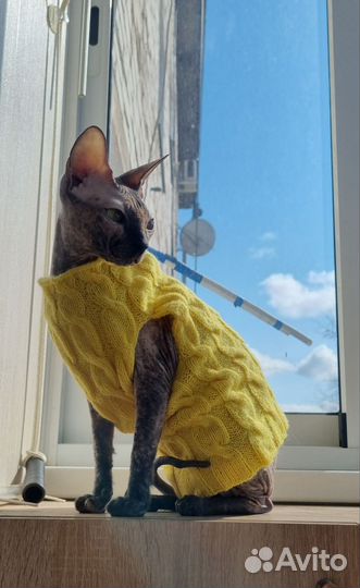 Одежда для кошек #одеждадлясфинксов