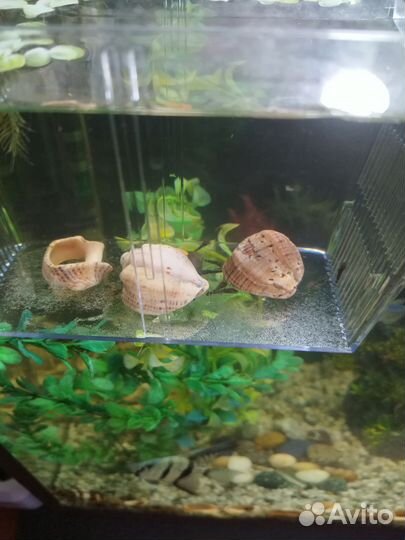 Аквариумные рыбки