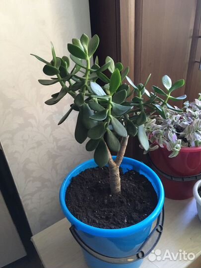 Денежное дерево