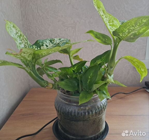 Диффенбахия