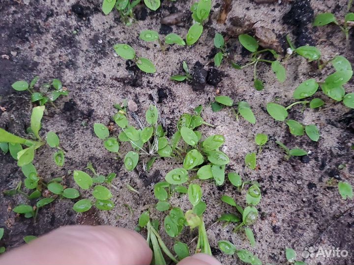 Дельфиниум многолетний