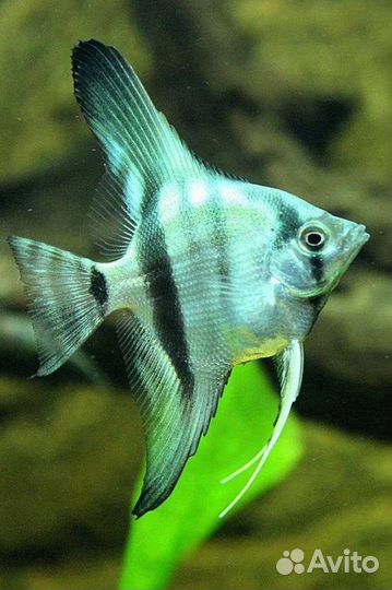 Аквариумные рыбы