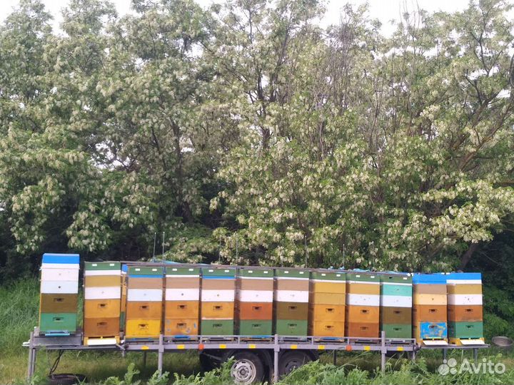 Мёд 2023 года со своей пасеки