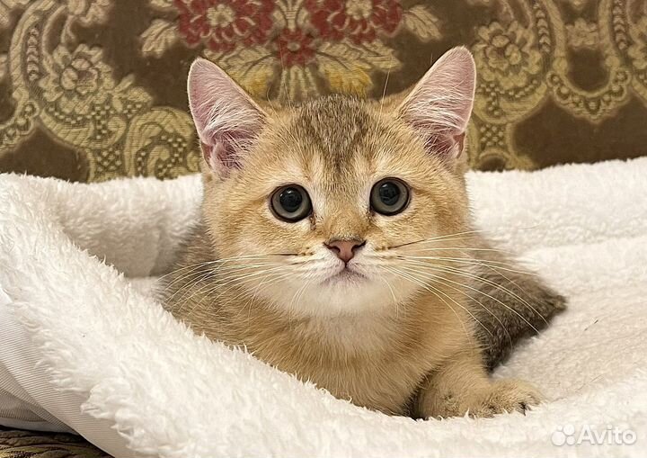 Золотая шишилла Плюшевая кошечка 3 мес