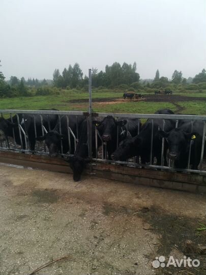 Абердин ангус