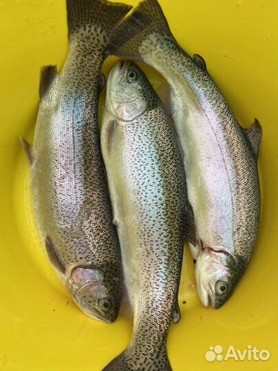 Форель живая