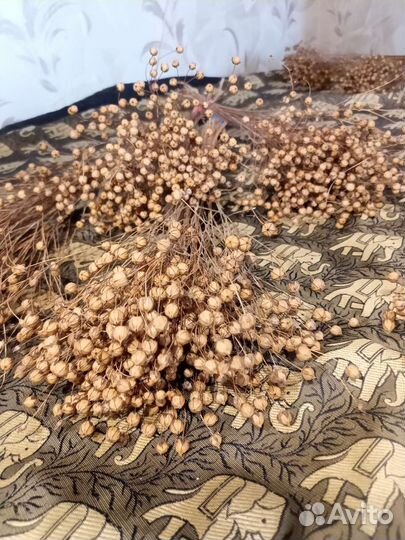 Лен сухоцвет