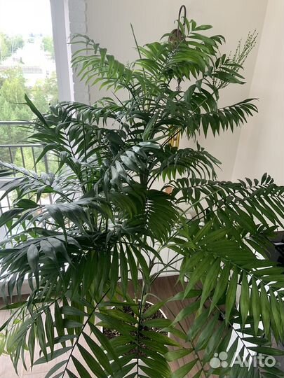 Хамедорея цветы в горшке