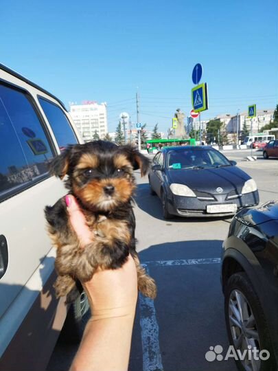 Йоркширские терьеры. Доставка из Челябинска