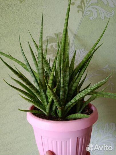 Сансевиерия сортовая