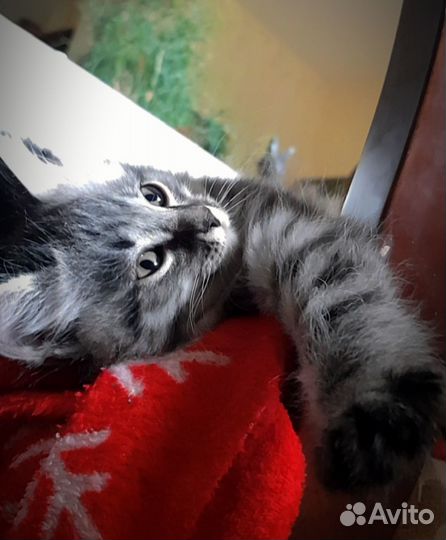 Отдам в добрые руки