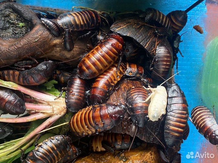 Мадагаскарский шипящий Продажа/Аренда/прокат