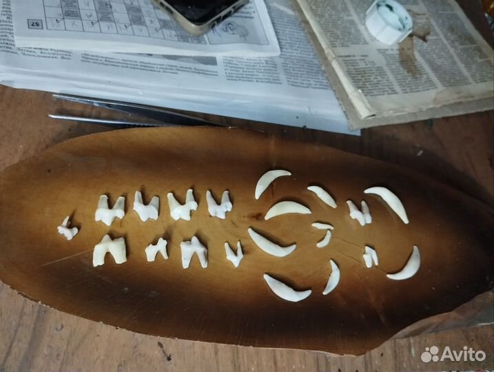 Клыки и зубы лисы