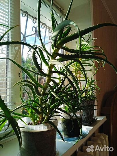 Алоэ столетник