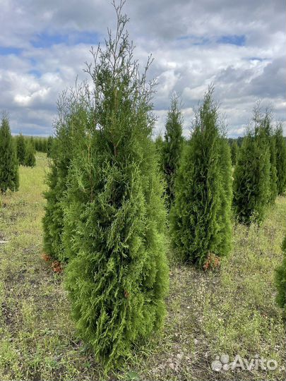 Саженцы Туи Смарагд 1,6-1,7м, (туя экстра класс)