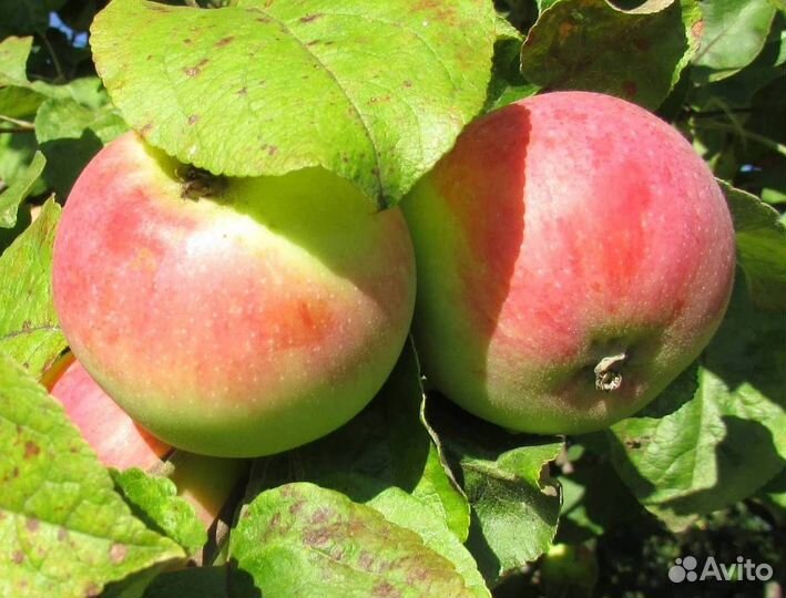 Саженцы яблони Яблочный спас
