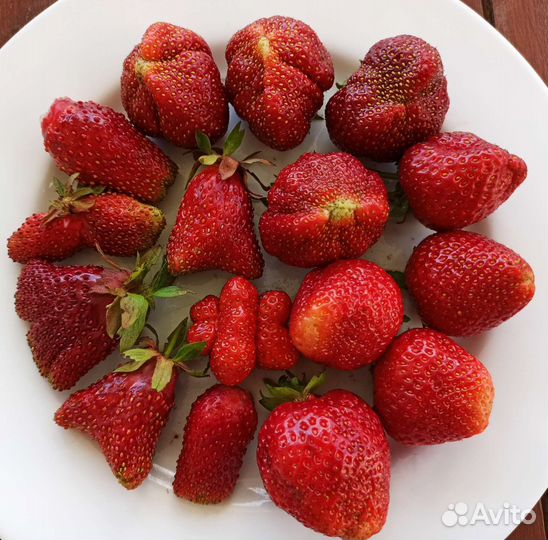 Саженцы клубники,черной смородины,малины,крыжовник