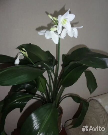 Эухарис амазонская лилия