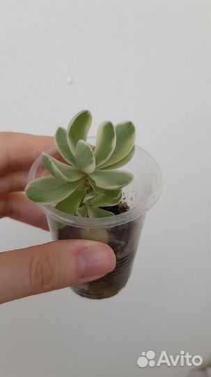 Суккуленты 5 сортов (шоколадное золото, шоколад:)