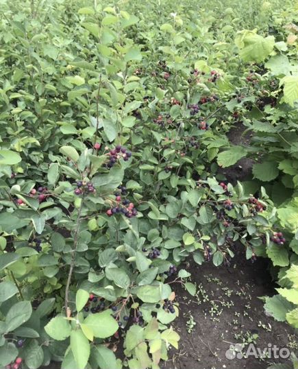 Ирга саженцы