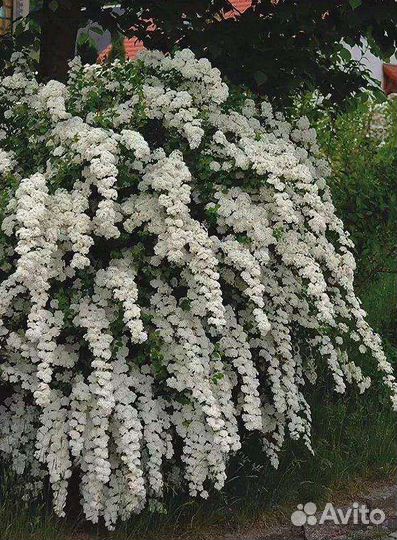 Цветущие кустарники